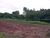 Chácara, 5 hectares - Foto 3