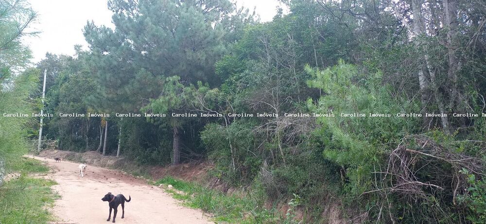 Terreno - Foto 4