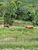 Sítio, 3 hectares - Foto 4