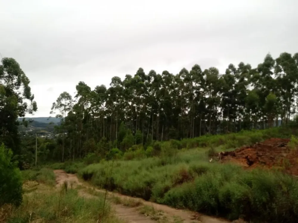Chácara, 5000 m² - Foto 11