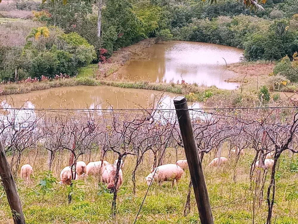Fazenda, 23 hectares - Foto 4