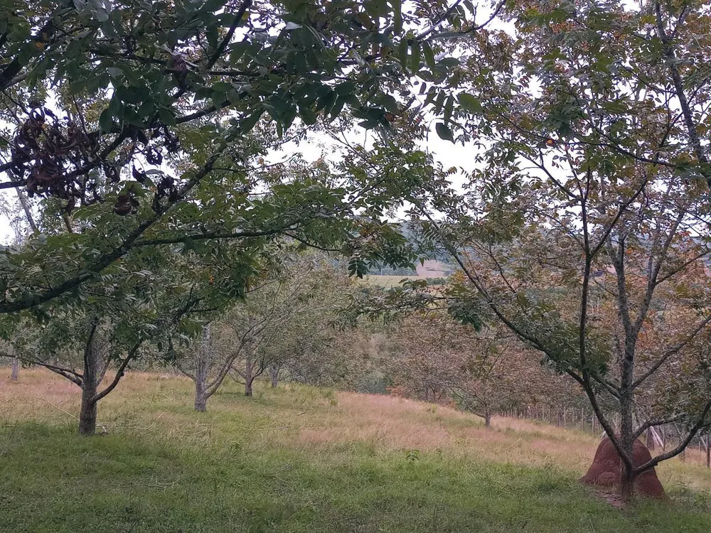 Fazenda, 23 hectares - Foto 2