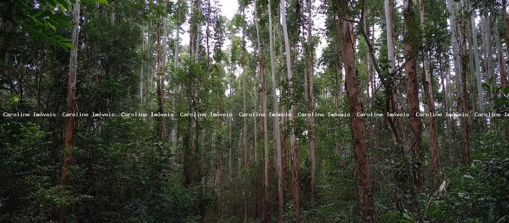 Fazenda, 42 hectares - Foto 7