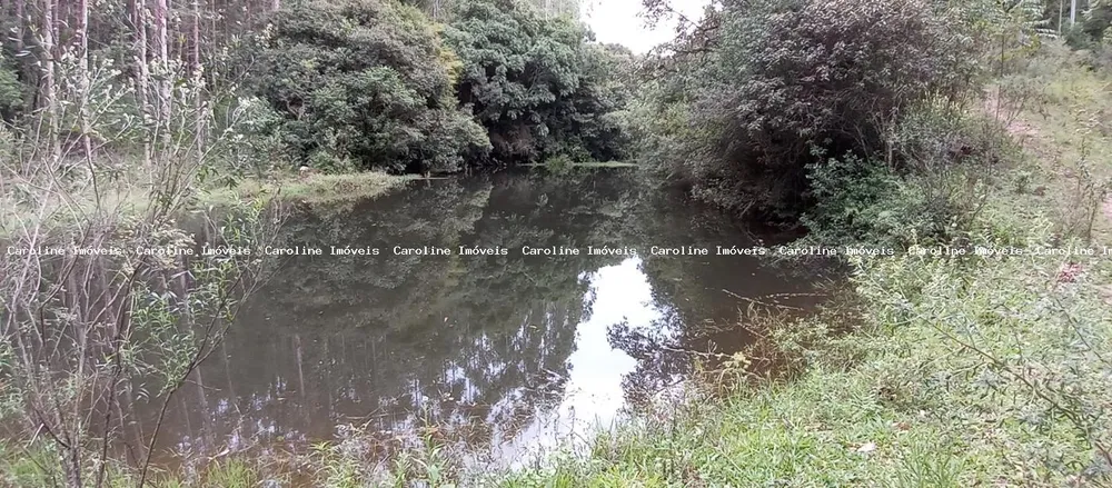 Fazenda, 42 hectares - Foto 6