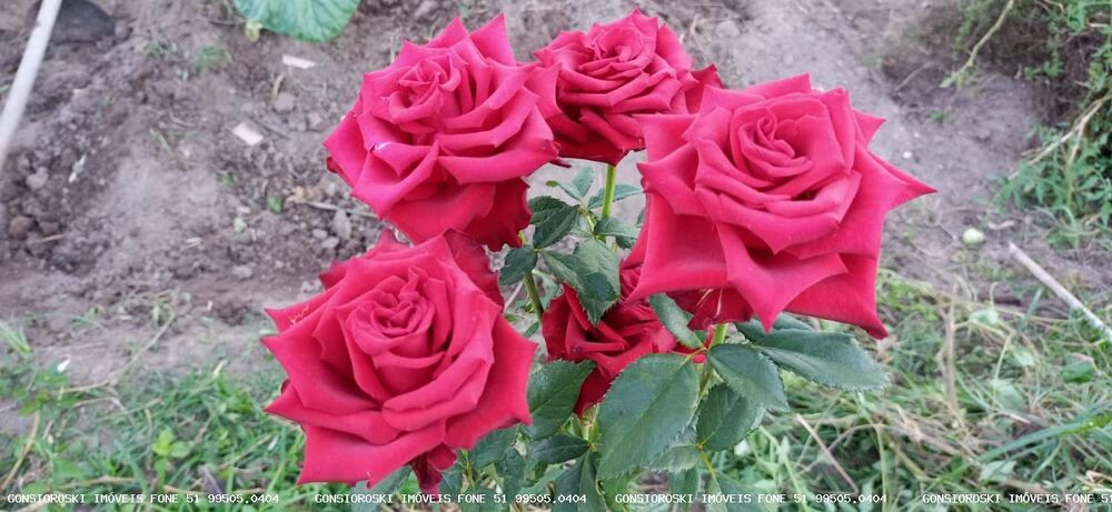 Terreno, 800 m² - Foto 1