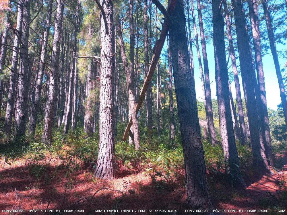 Fazenda, 80 hectares - Foto 4
