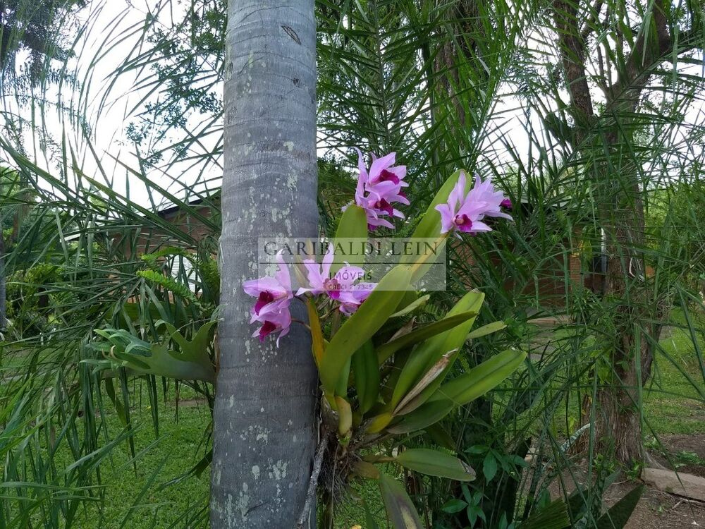 Chácara, 3 quartos - Foto 1