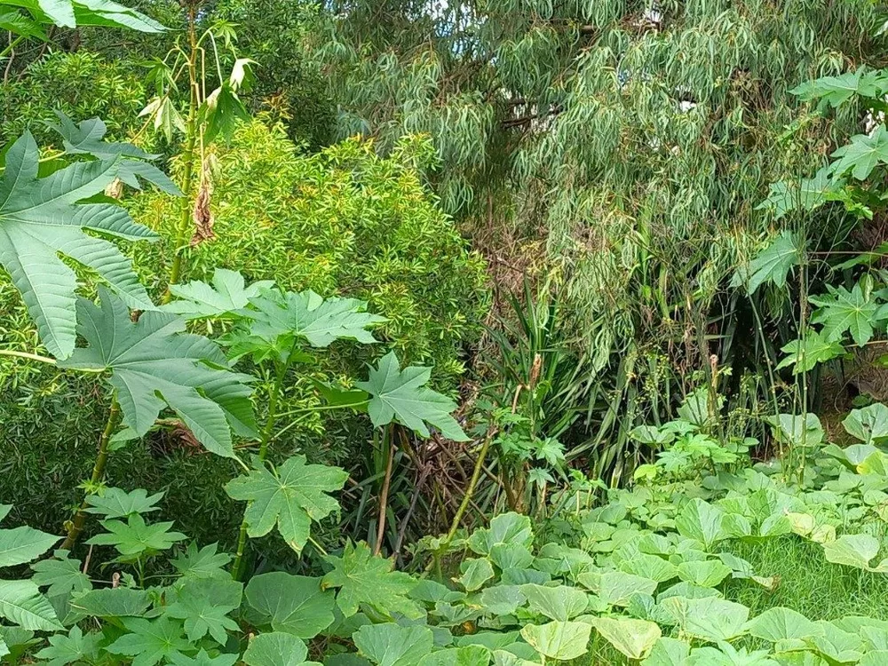 Terreno à venda, 1m² - Foto 3