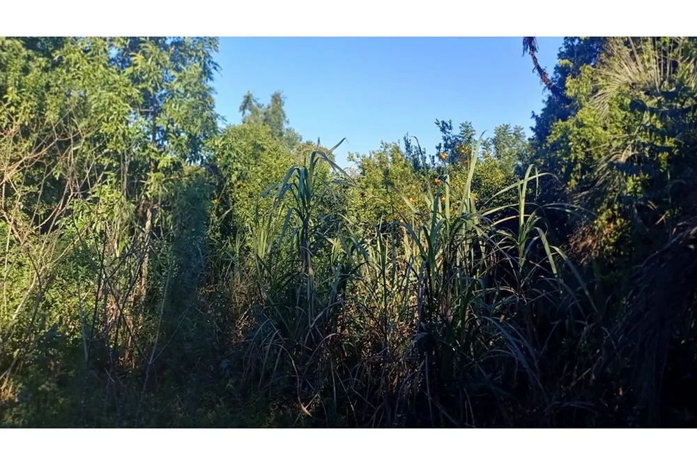Chácara, 1 m² - Foto 6