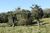Terreno, 20 hectares - Foto 3