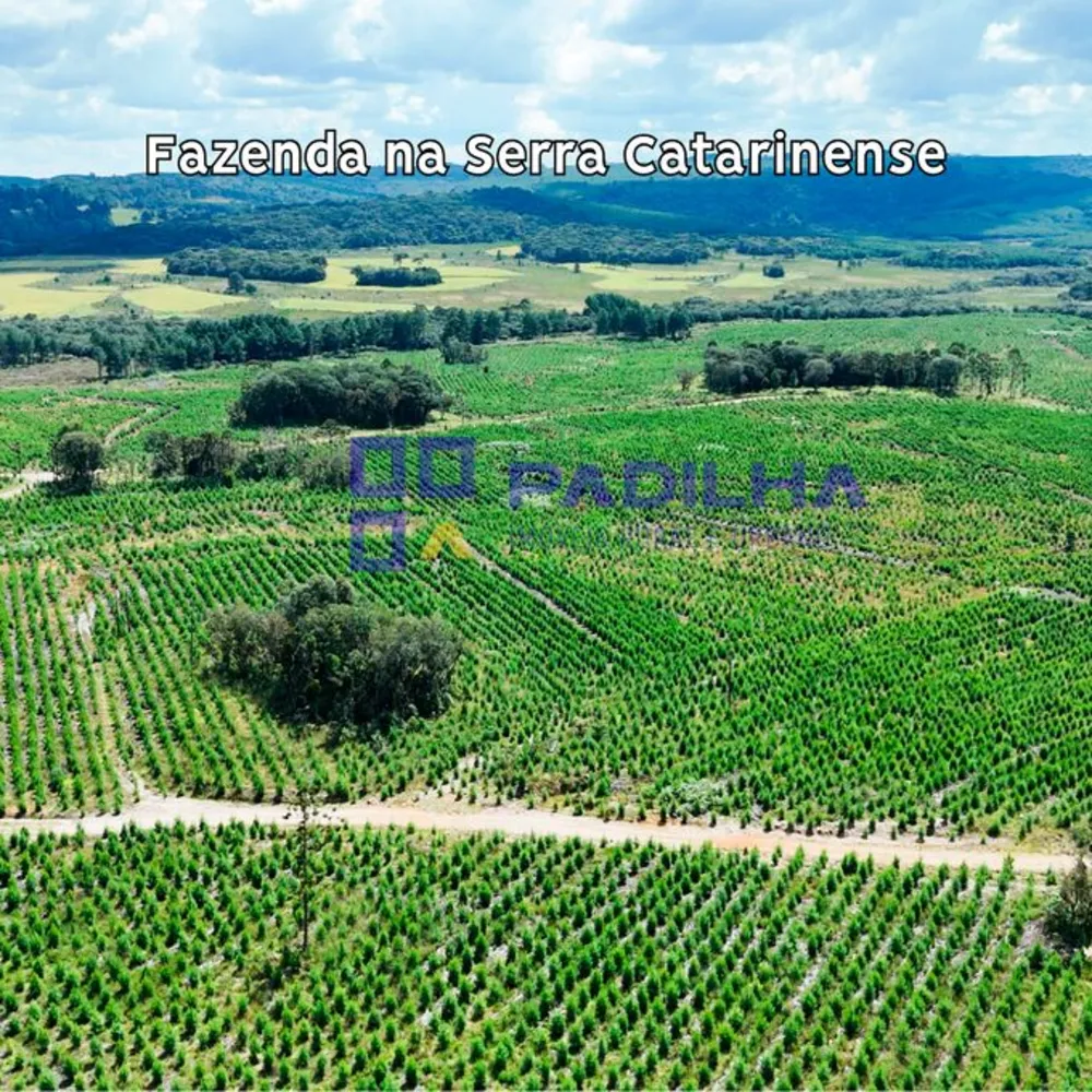 Fazenda, 237 hectares - Foto 5