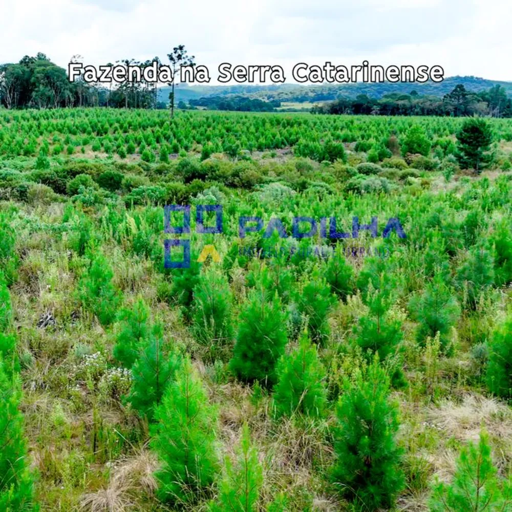 Fazenda, 237 hectares - Foto 3