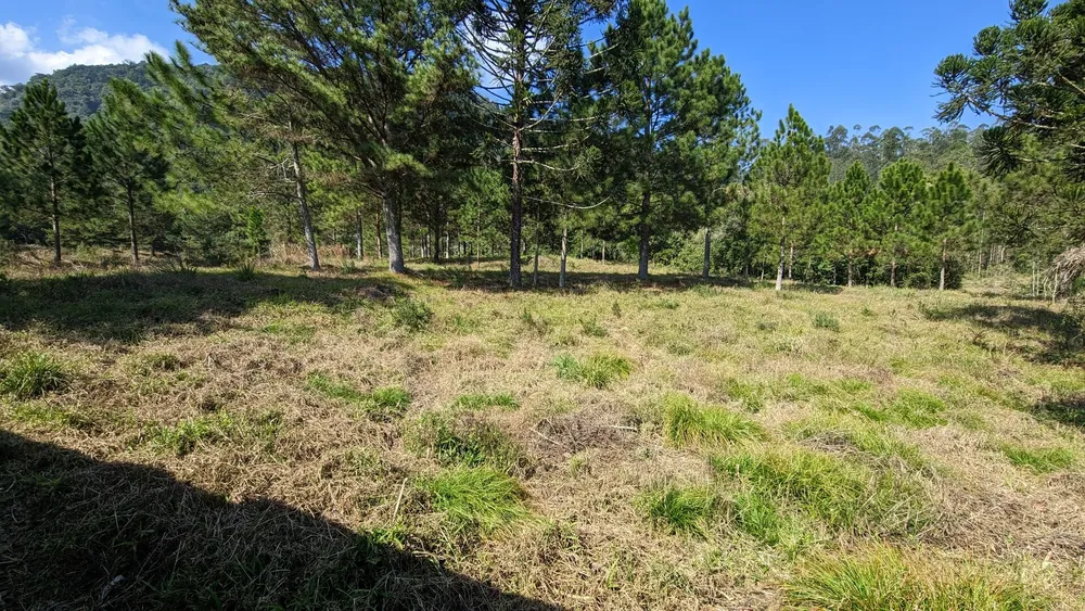 Sítio, 5 hectares - Foto 12