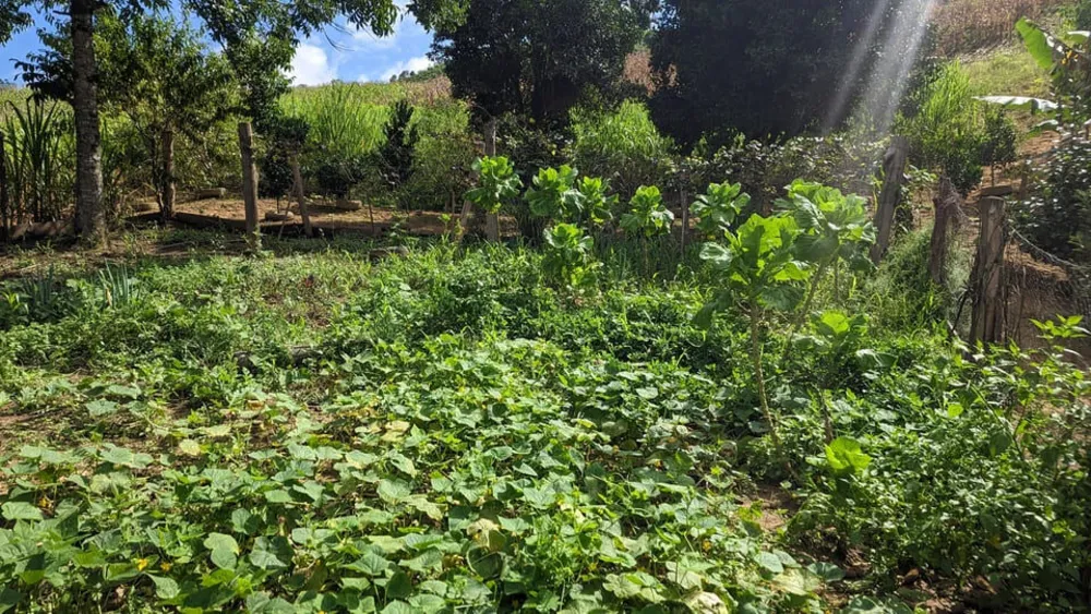 Sítio, 2 quartos, 8 hectares - Foto 6