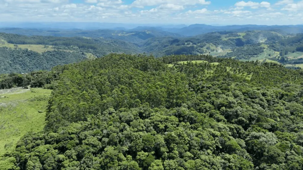 Sítio, 2 quartos, 30 hectares - Foto 4