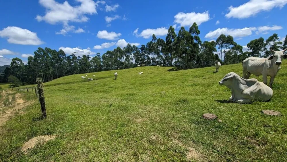 Sítio, 2 quartos, 30 hectares - Foto 12