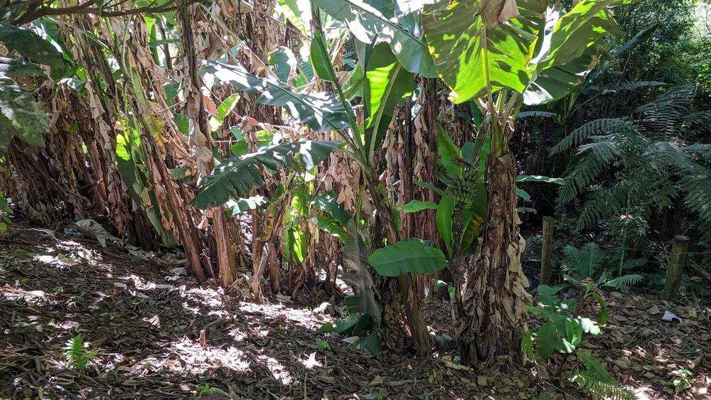 Sítio, 5 quartos, 4 hectares - Foto 7