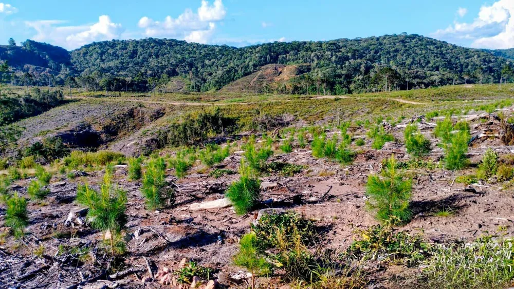 Fazenda, 359 hectares - Foto 4