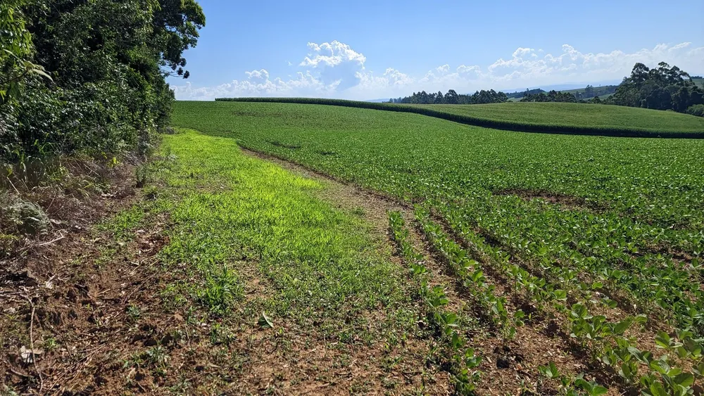Terreno, 10 hectares - Foto 6