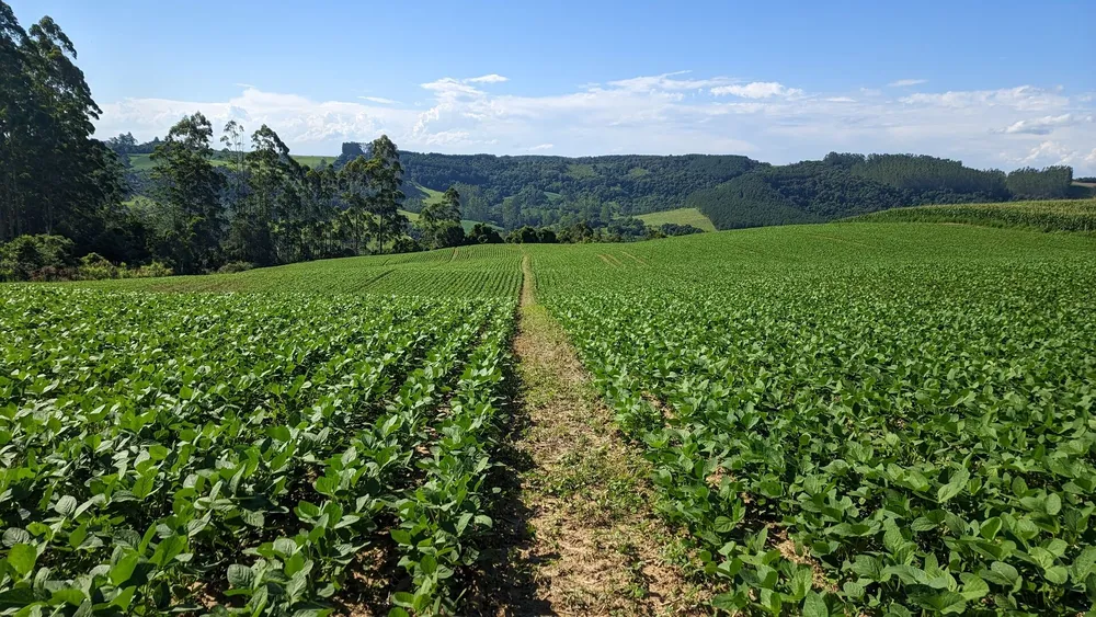 Terreno, 10 hectares - Foto 13