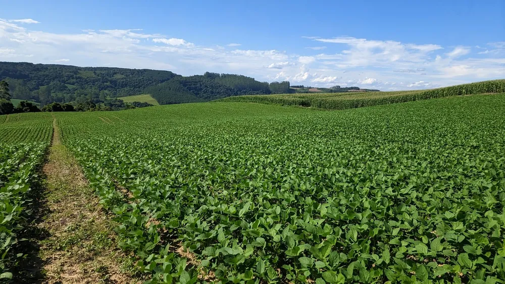Terreno, 10 hectares - Foto 14