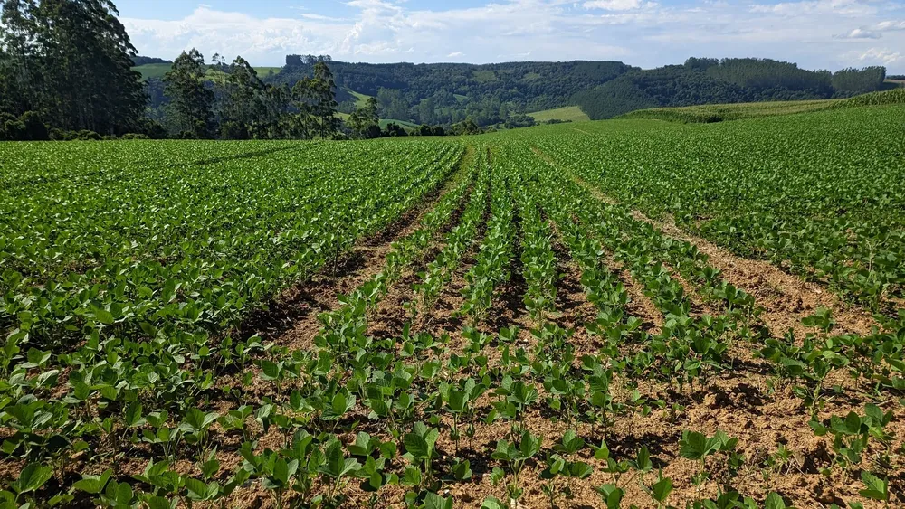 Terreno, 10 hectares - Foto 12