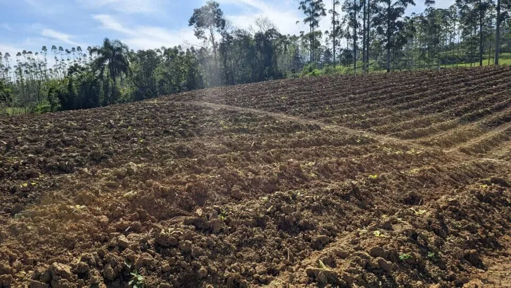 Terreno, 5 hectares - Foto 6