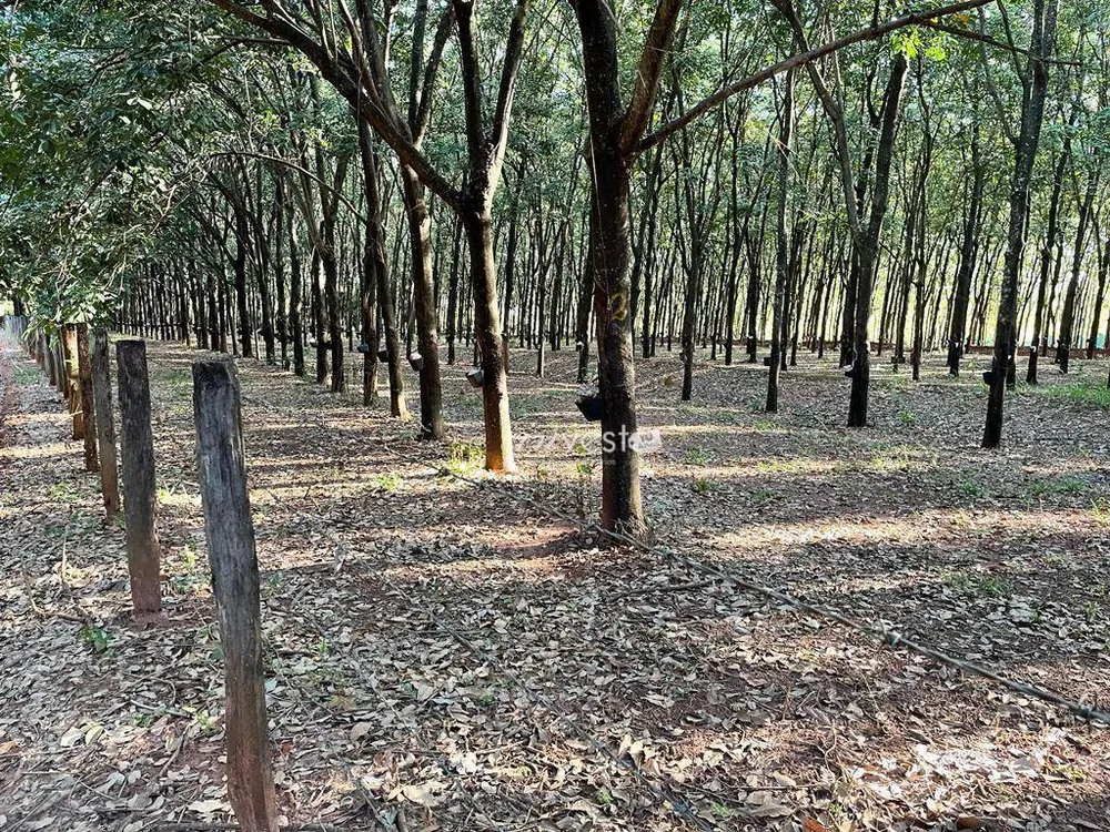 Terreno, 31 hectares - Foto 2