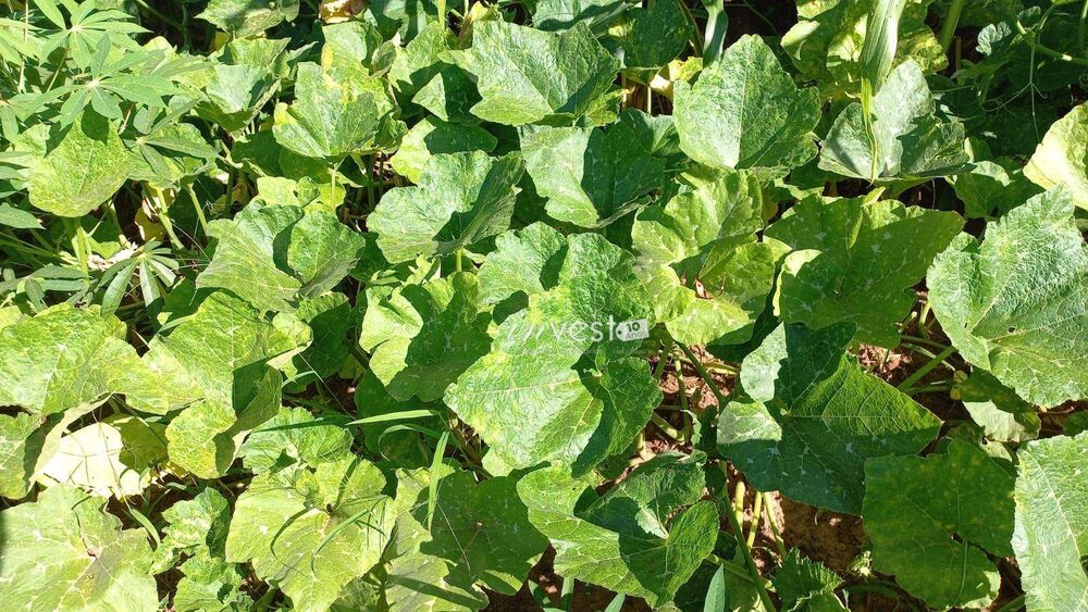 Chácara, 1 quarto, 5800 m² - Foto 3