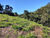 Terreno, 2 hectares - Foto 1