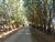 Fazenda-Sítio-Chácara, 350 hectares - Foto 3