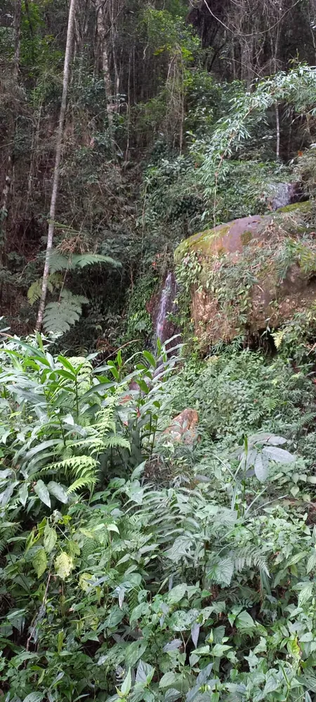 Sítio, 4 quartos, 8 hectares - Foto 18