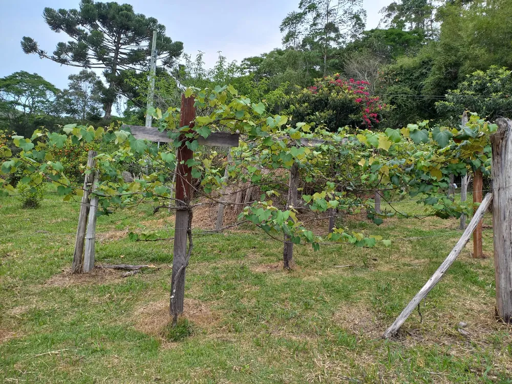 Sítio, 4 quartos, 8 hectares - Foto 40
