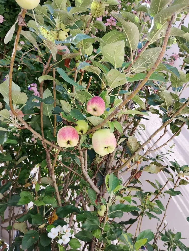 Sobrado, 303 m² - Foto 11