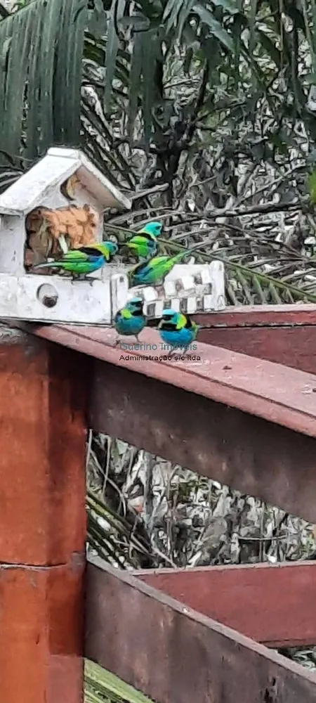 Chácara, 5 quartos - Foto 5