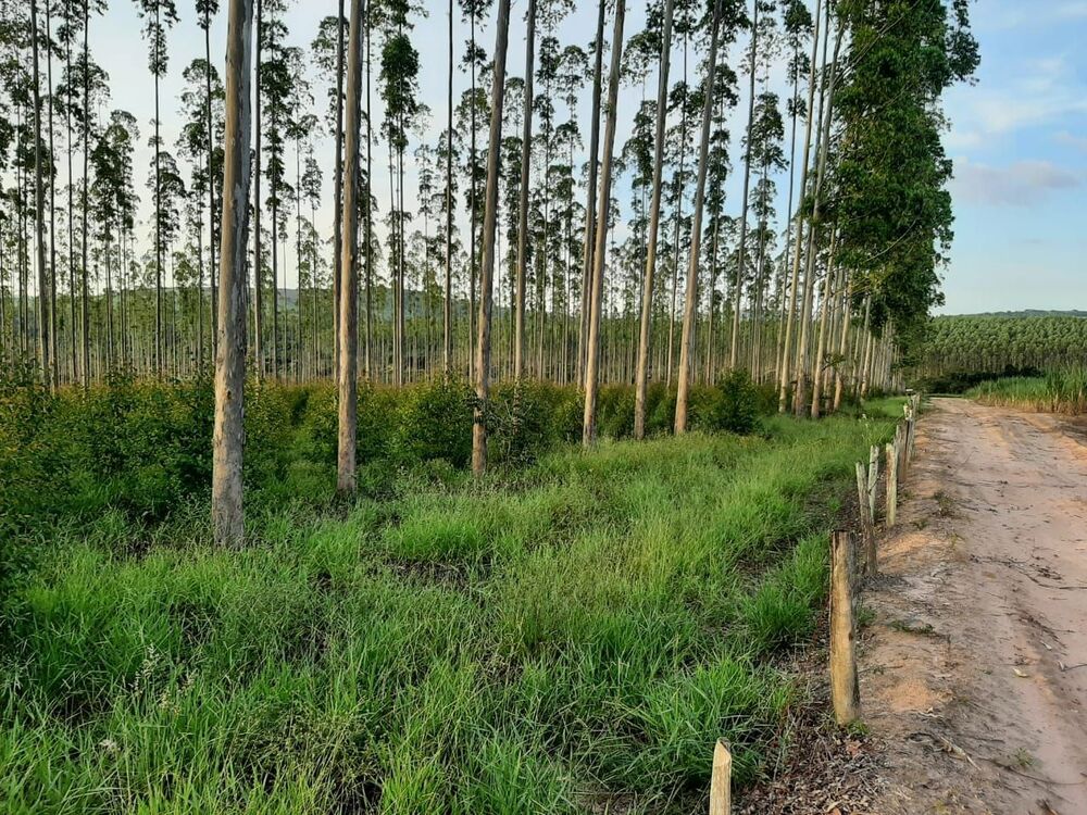 Fazenda, 118 hectares - Foto 5