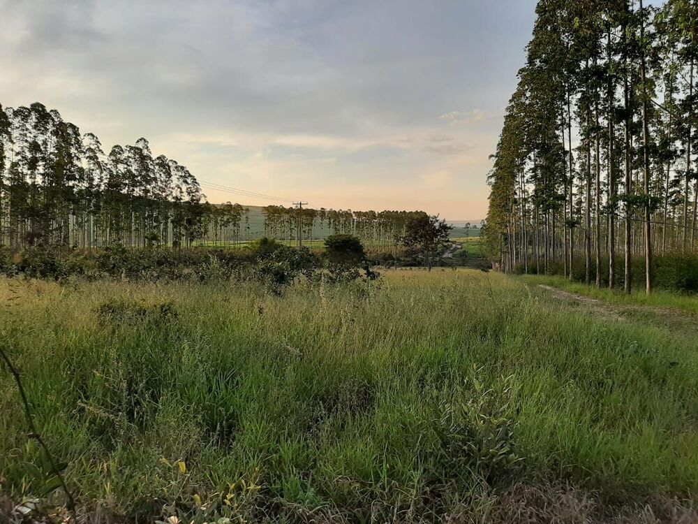 Fazenda, 118 hectares - Foto 6