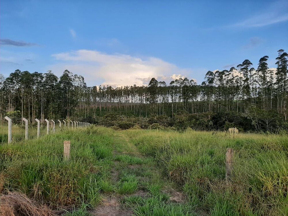 Fazenda, 118 hectares - Foto 3