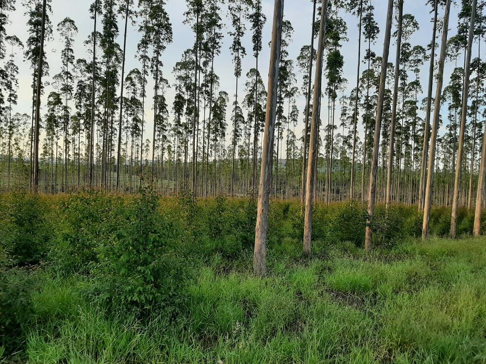 Fazenda, 118 hectares - Foto 9