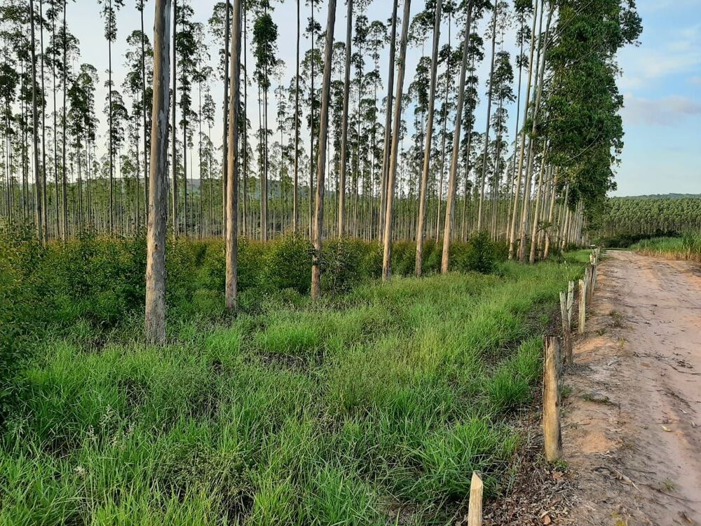 Fazenda, 118 hectares - Foto 4