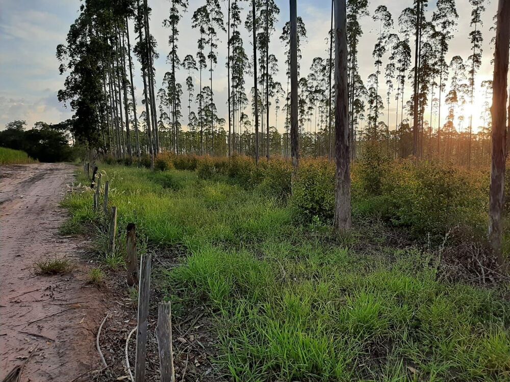 Fazenda, 118 hectares - Foto 12