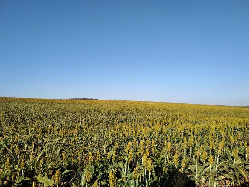 Fazenda, 323 hectares - Foto 5