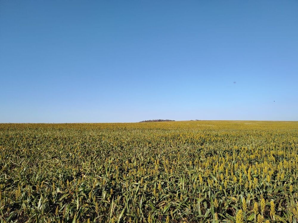 Fazenda, 323 hectares - Foto 7