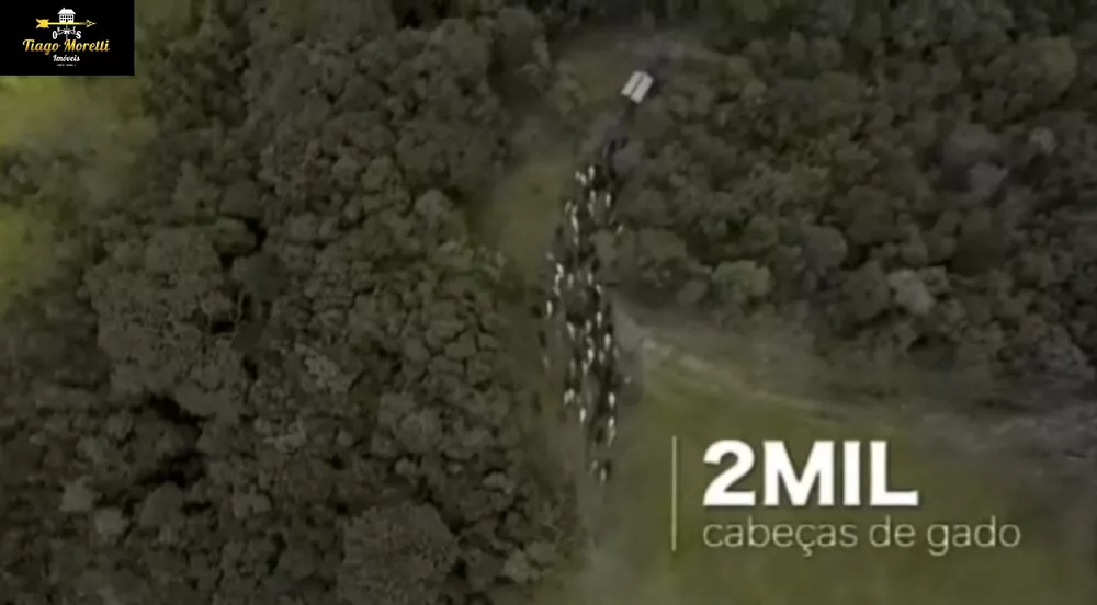 Fazenda, 1238 hectares - Foto 7