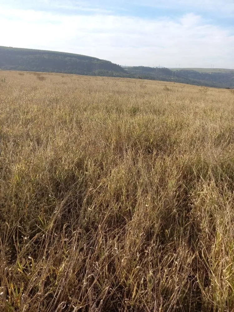 Fazenda, 131 hectares - Foto 12