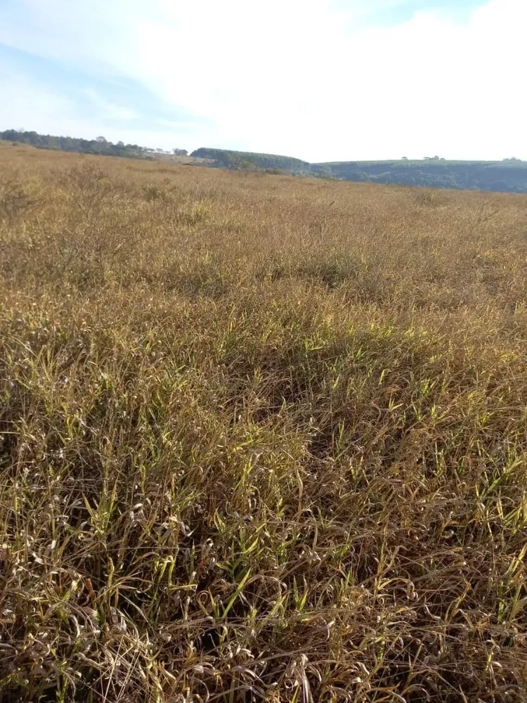 Fazenda, 131 hectares - Foto 7