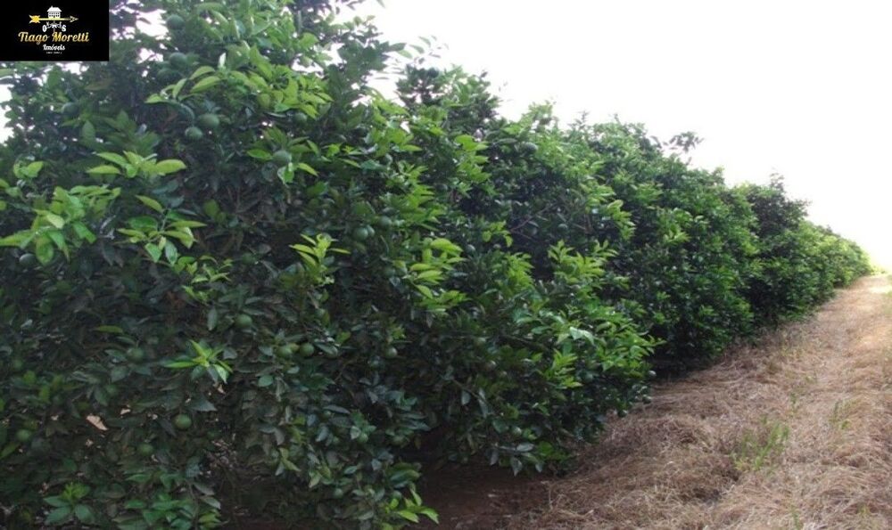 Fazenda, 170 m² - Foto 20