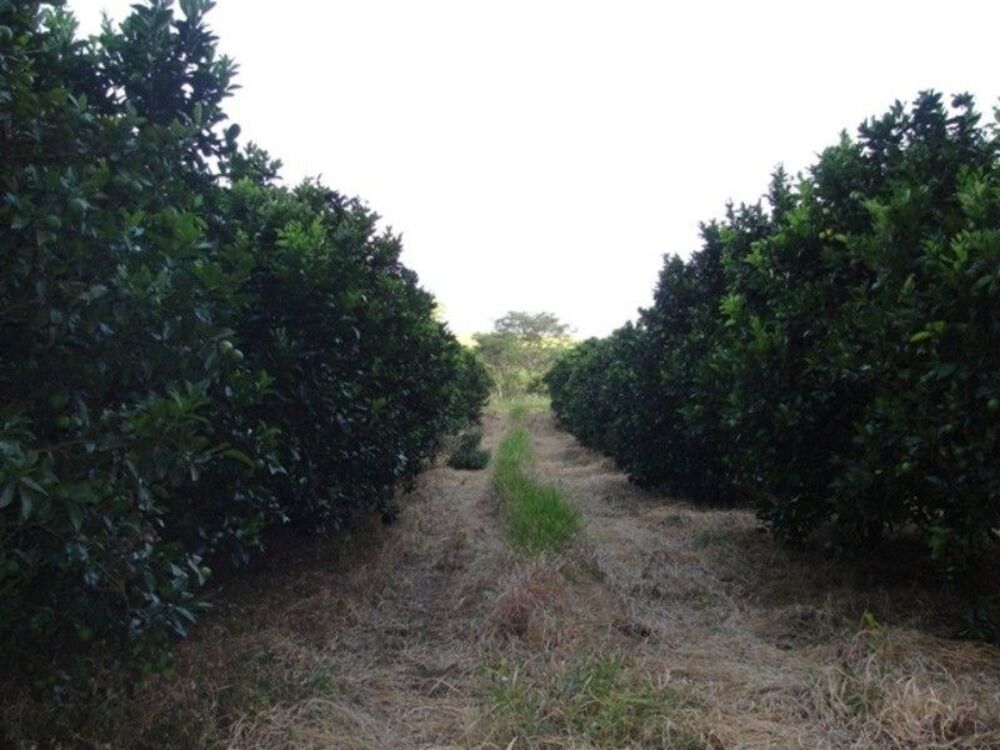 Fazenda, 170 m² - Foto 15