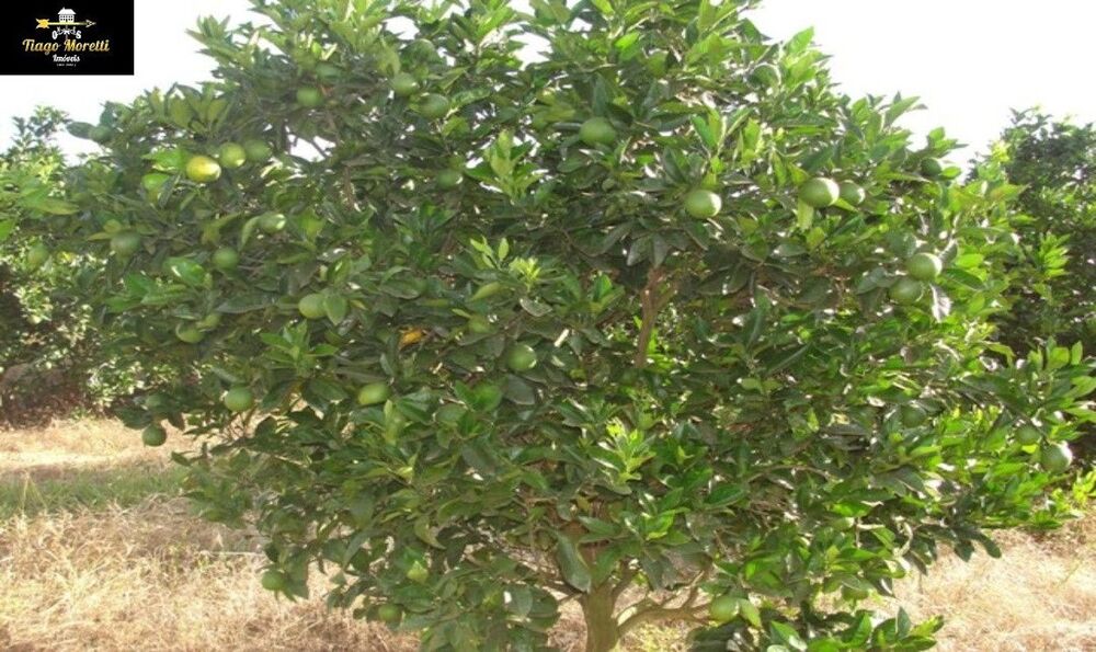 Fazenda, 170 m² - Foto 12