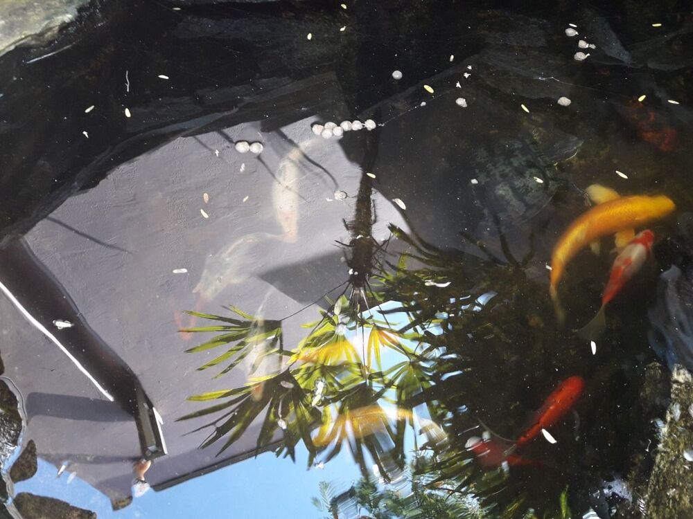 Chácara, 3 quartos, 5000 m² - Foto 17